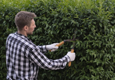 Gardening Services Gardening Services